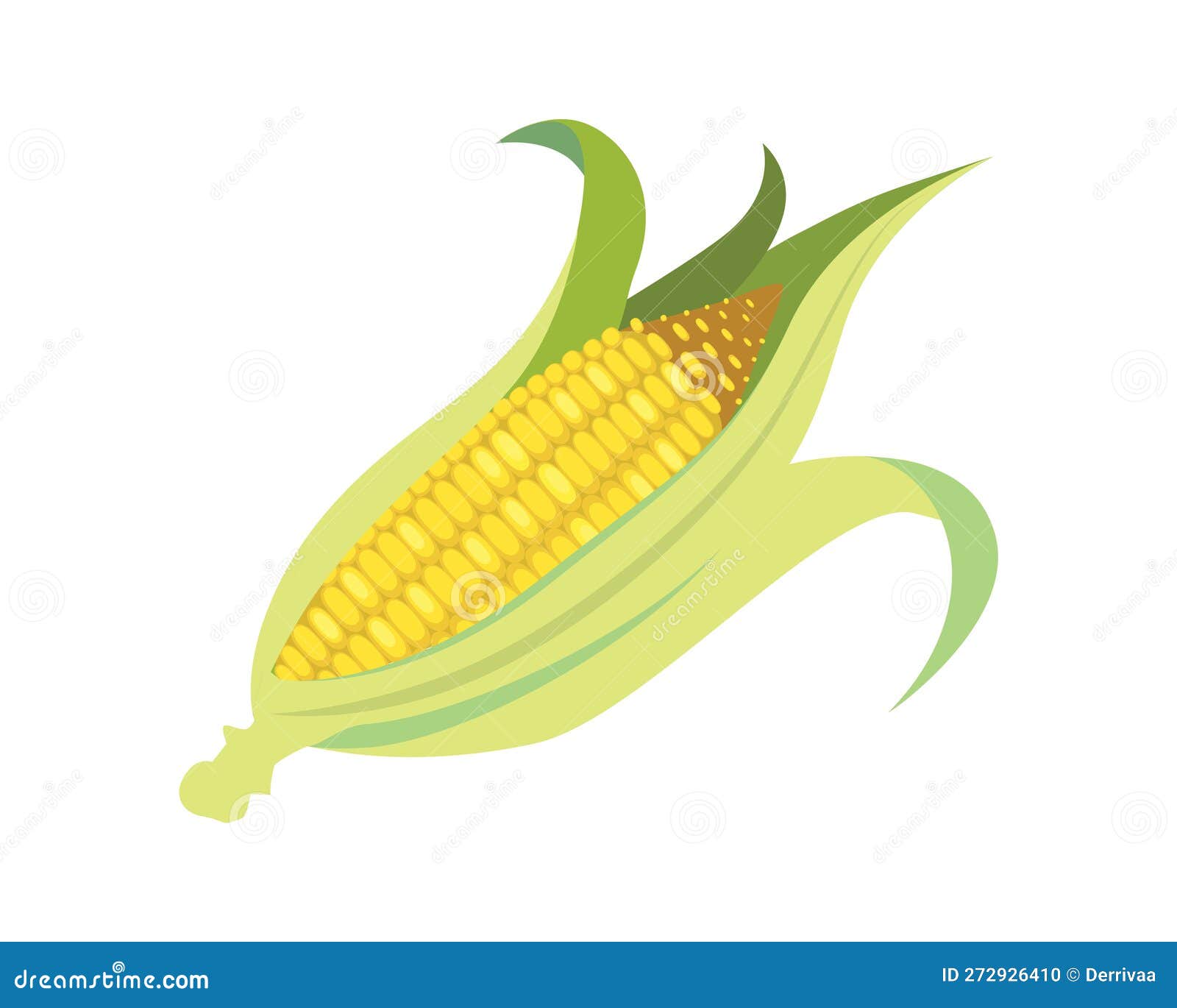 Detailed and Bright Corn or Corncob Together with Corn Husk