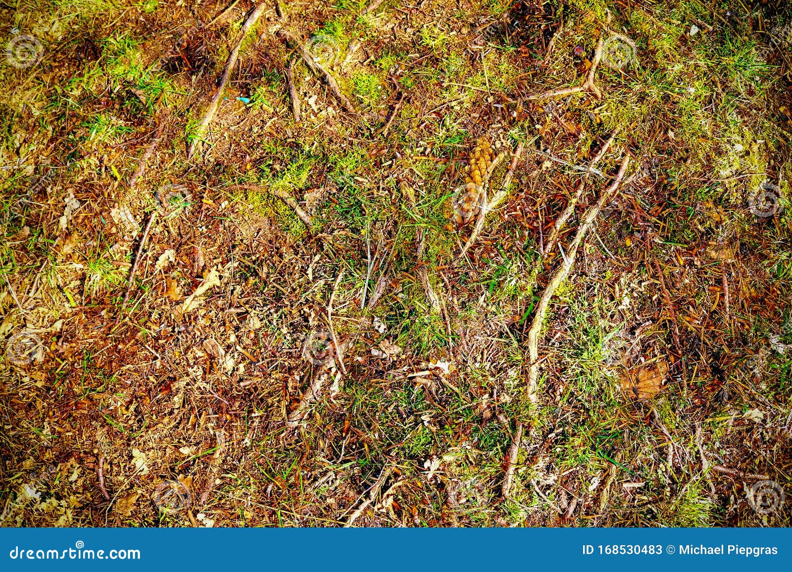 detailed close up ciew on forest ground textures in high resolution