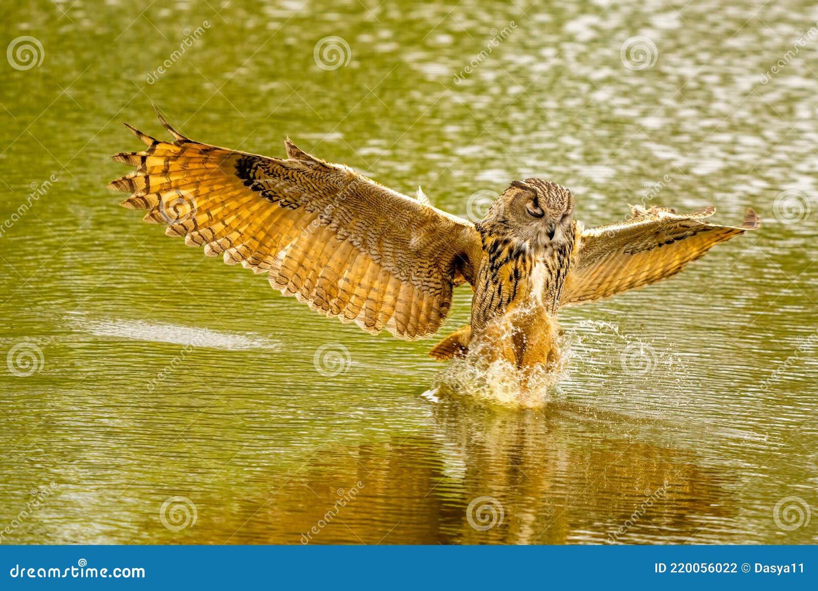 detailed close up of a wild eagle owl. the bird of prey flies with outspread wings just above the water of a lake. grabs