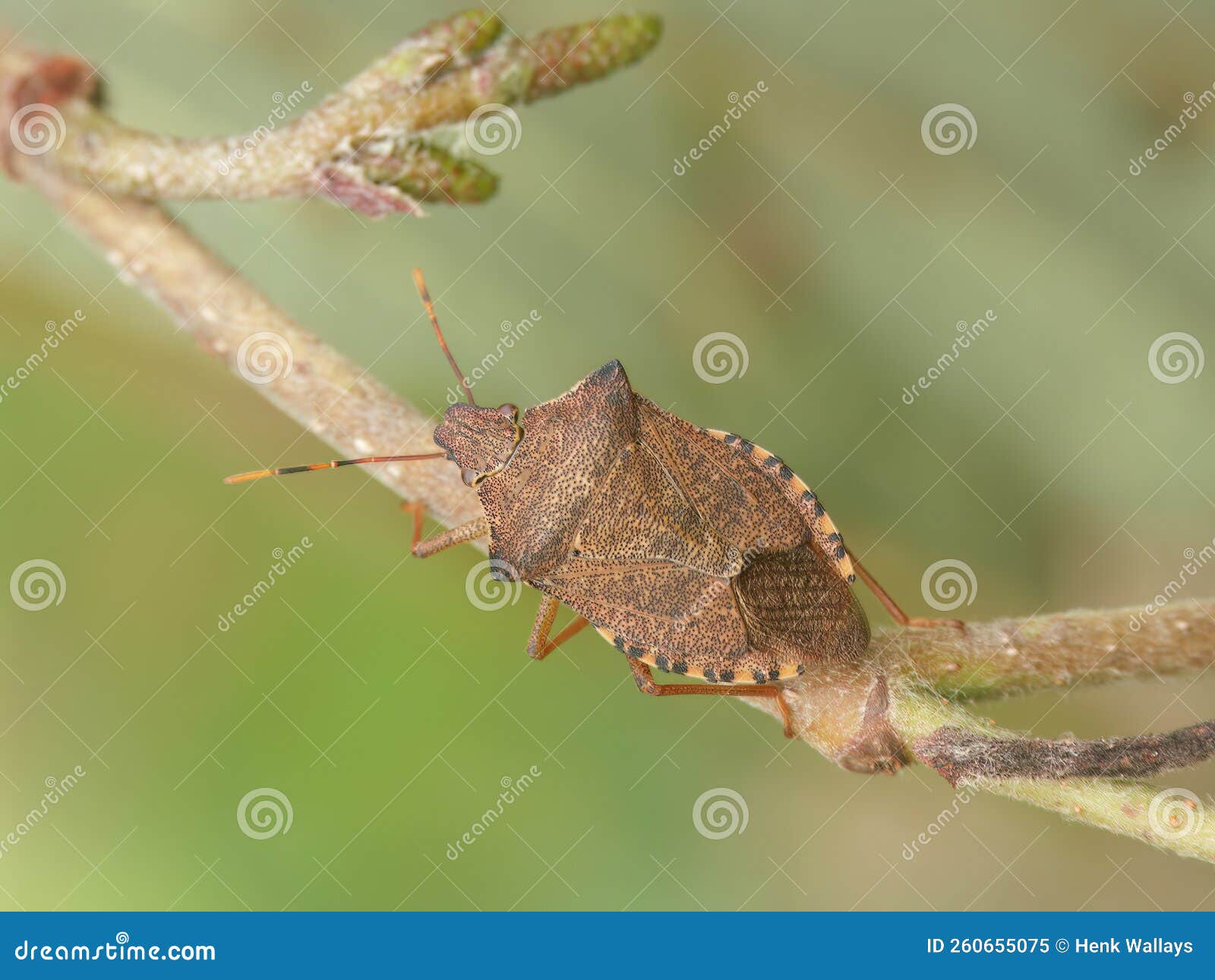 closeup on the brown dock leaf bug, arma custos eating a caterpillar