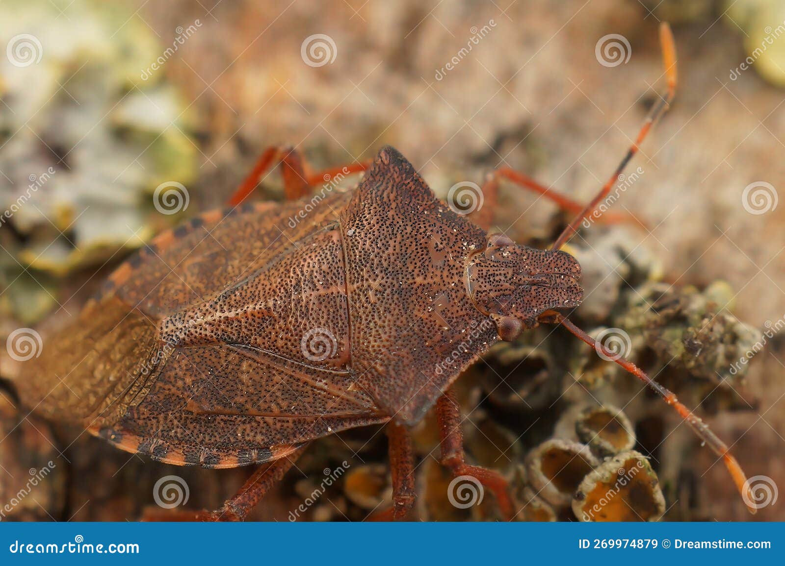 detailed closeup on the brown dock leaf bug, arma custos sitting on a twig