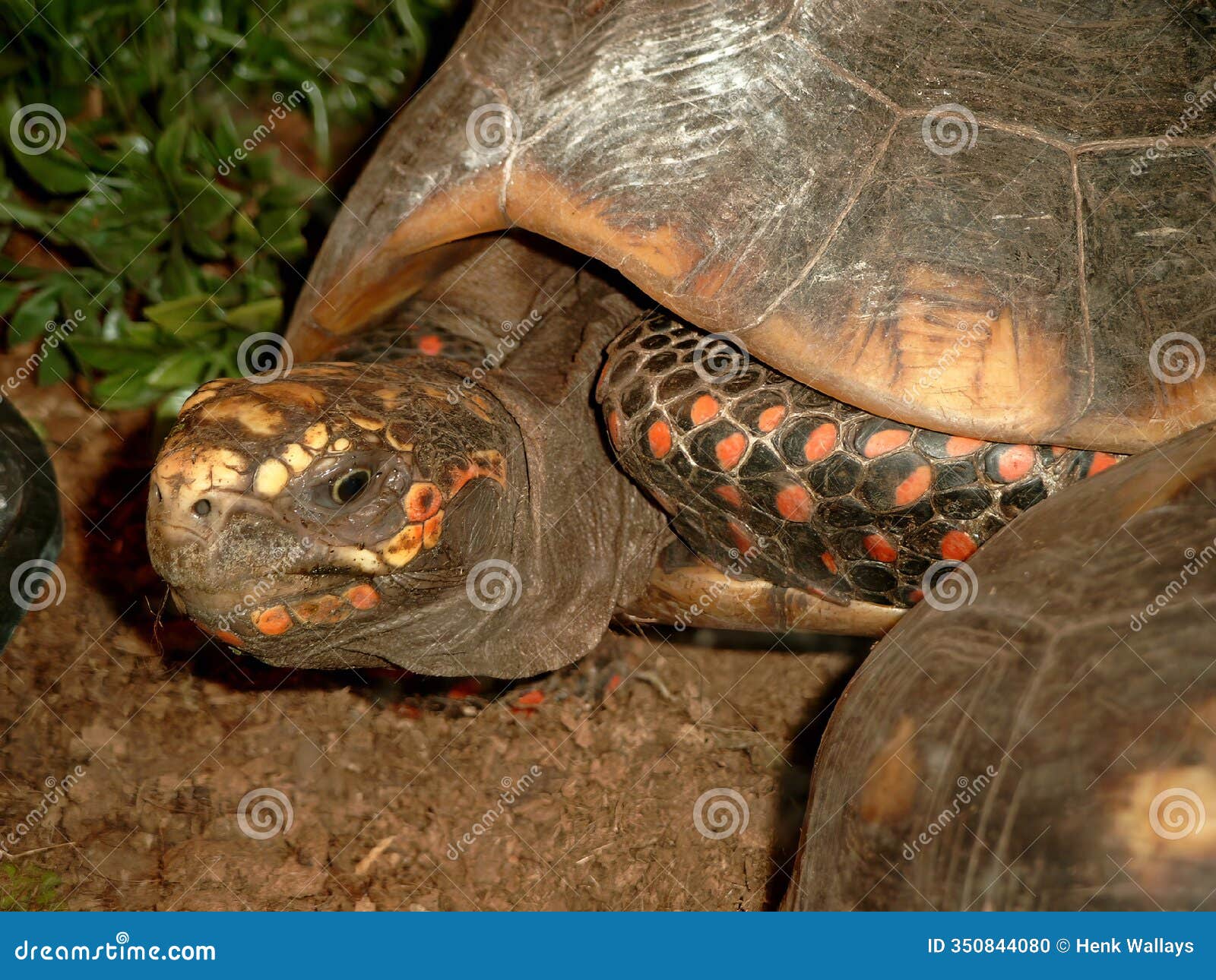 closeup on a captive red-footed tortoise , geochelone carbonaria