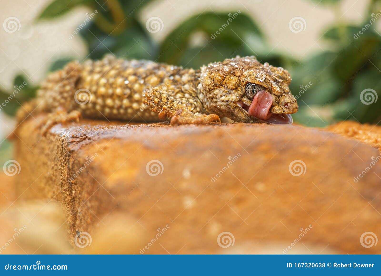 centralian knob-tailed gecko