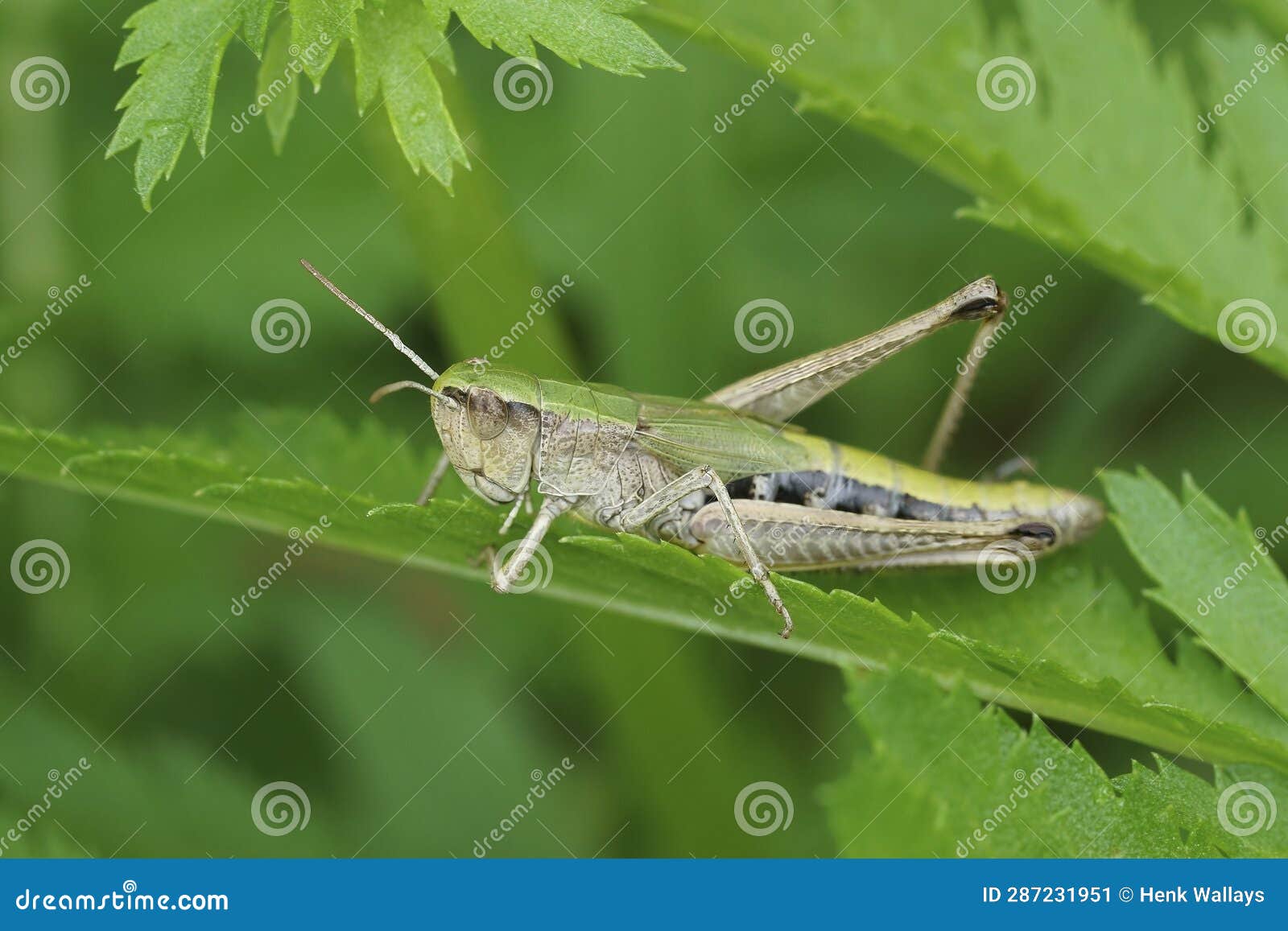 closeup on the european meadow grasshopper, pseudochorthippus parallelus sitting in vegetation