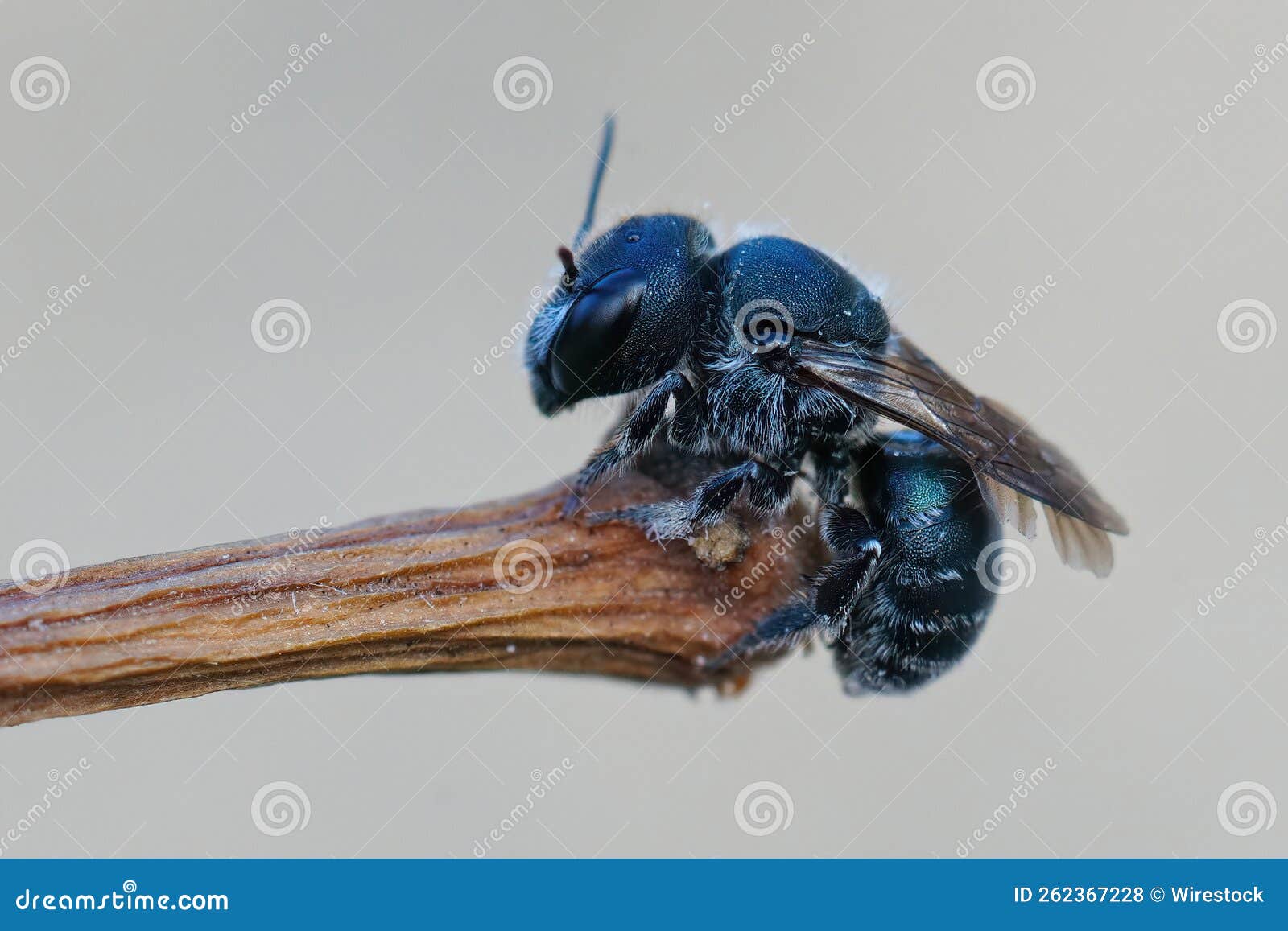 detailed closeup of a female blue mason bee , osmia caerulescens