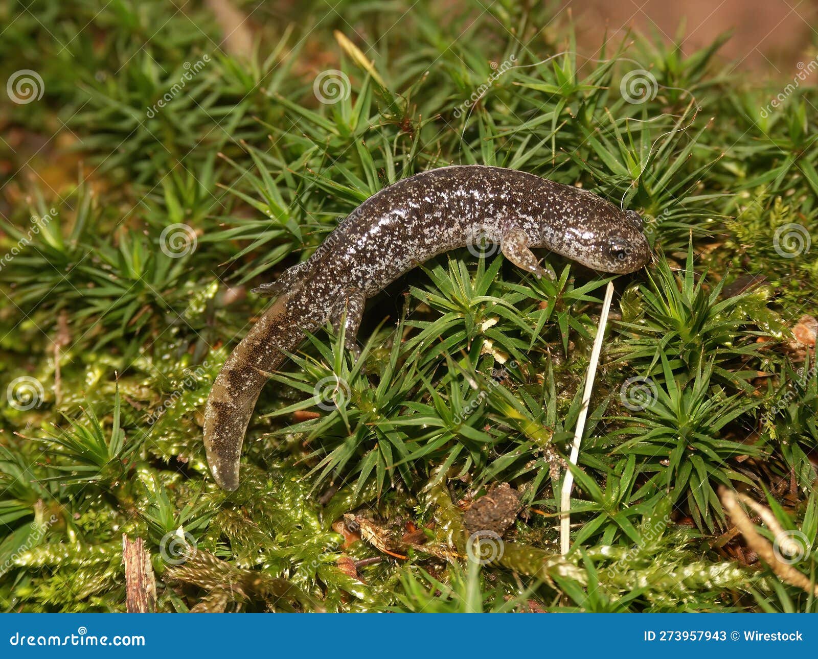 closeup on a juvenile japanese endemic clouded salamander, hynobius nebulosus