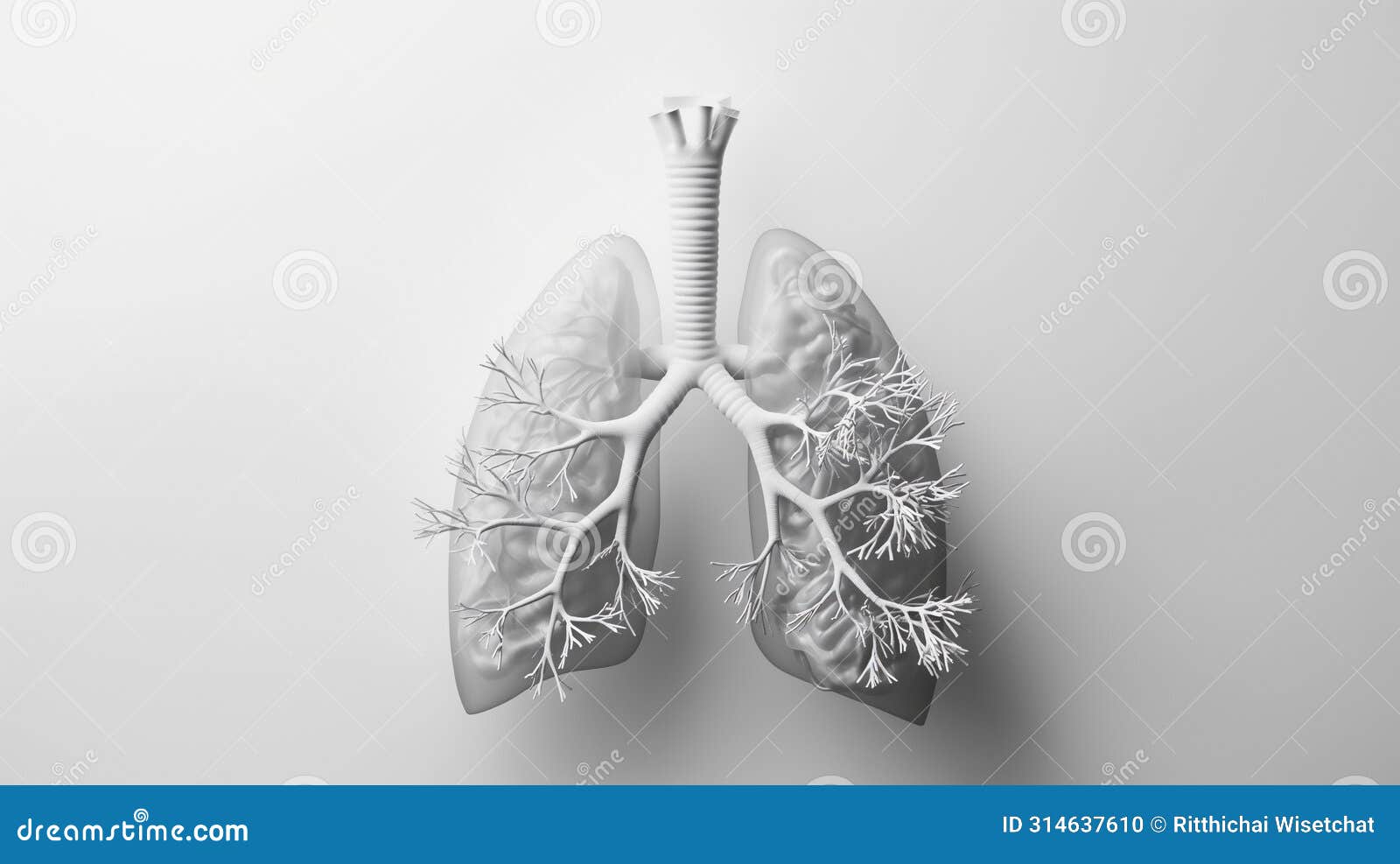 a detailed 3d render of human lungs and airways on a plain background, focusing on respiratory anatomy