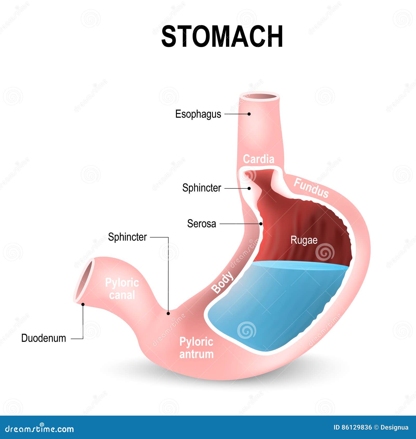 Detailed Diagram Of The Structure From Inside Of The Stomach Stock