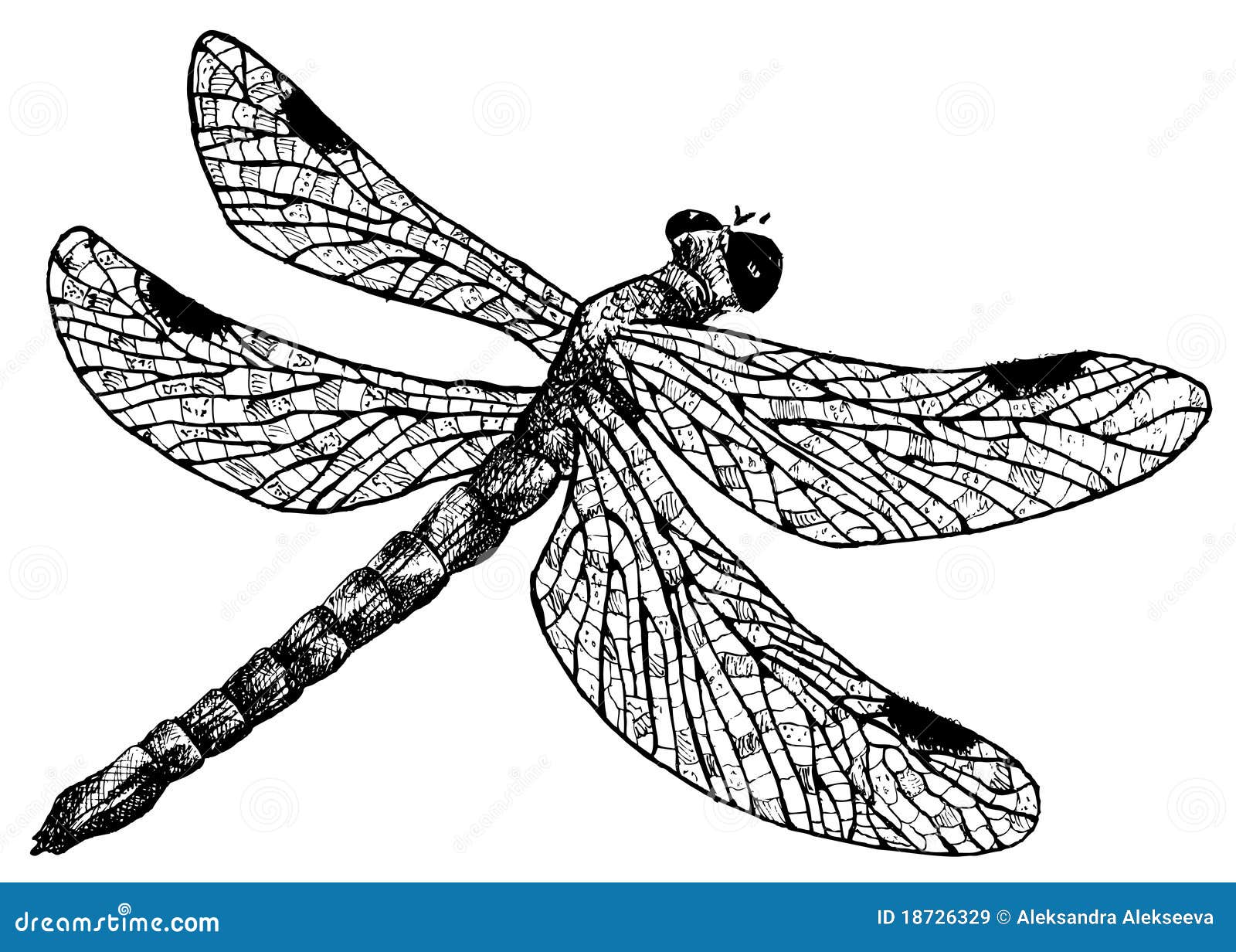 Detailed Dragonfly Pencil Drawing Style Stock Vector - Illustration of