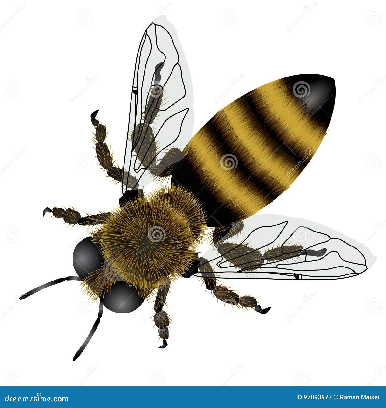detailed drawing of bee with transparent wings