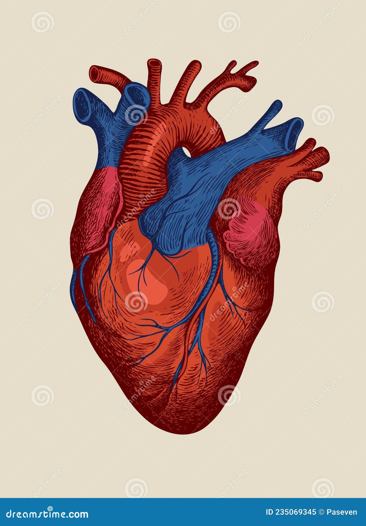 detailed-drawing-human-heart-retro-style