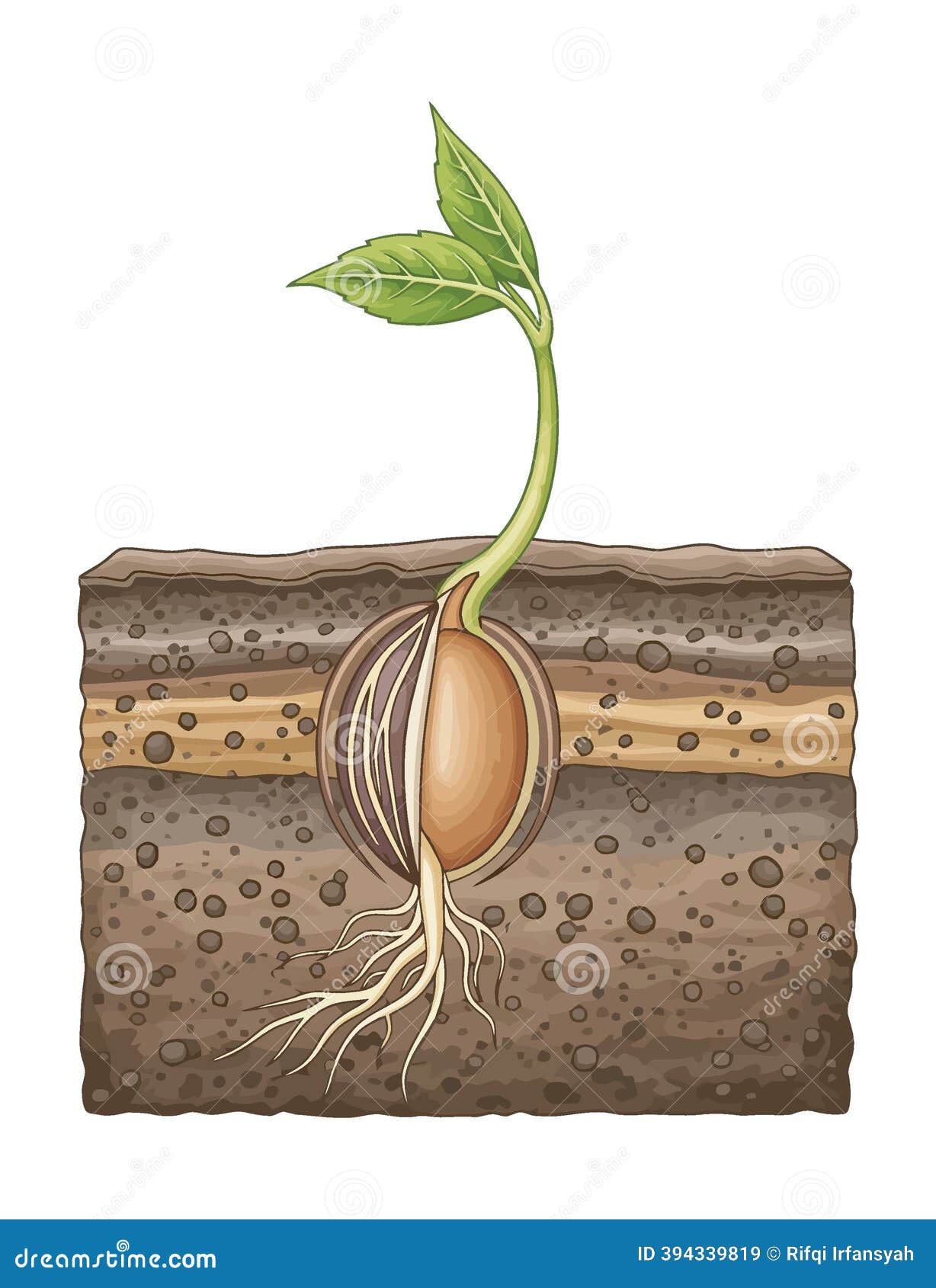 Germination Process Stock Illustrations – 2,556 Germination Process Stock  Illustrations, Vectors \u0026 Clipart - Dreamstime, image size:1228x1690