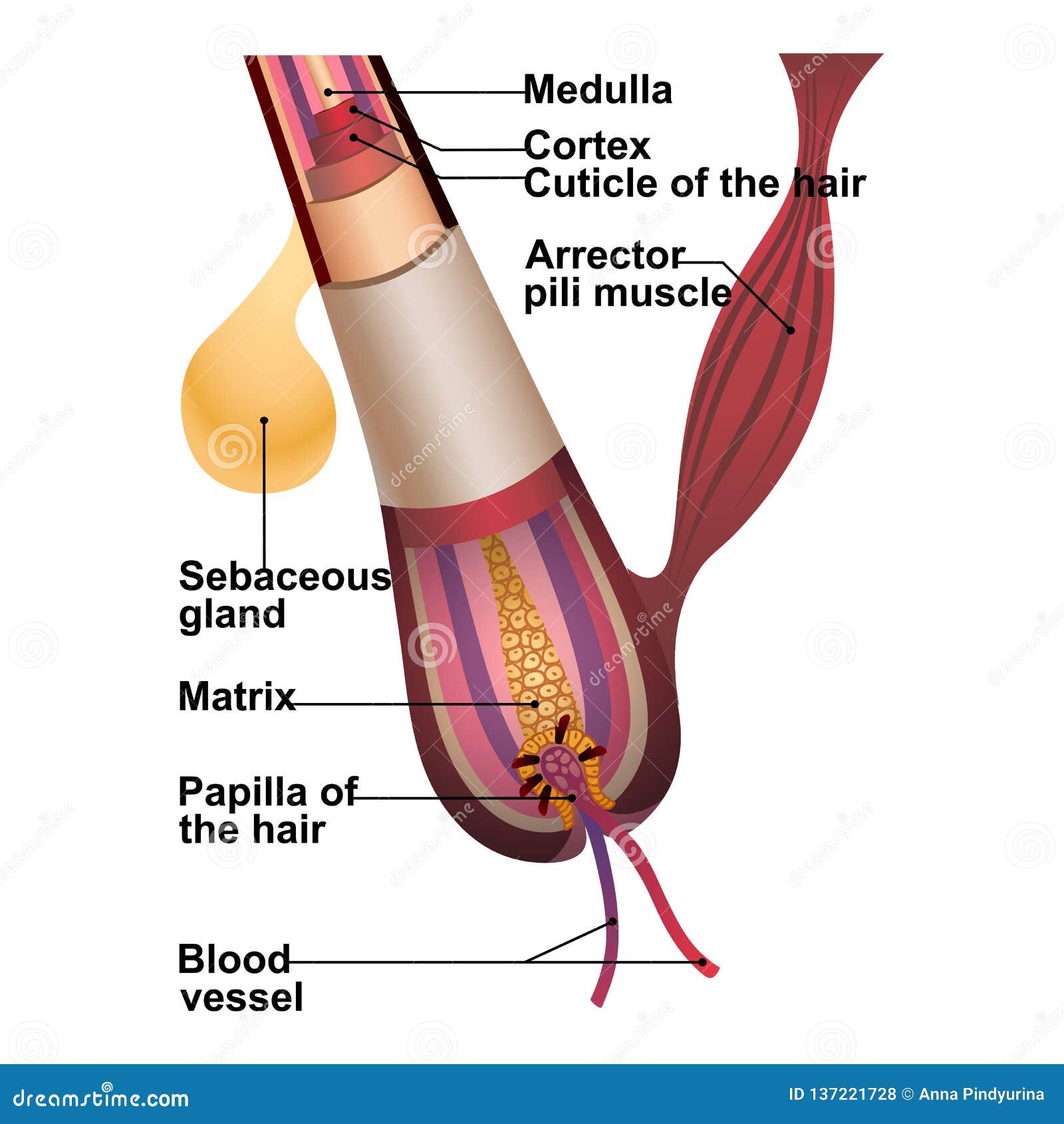detailed explanation of hair structure and anatomy