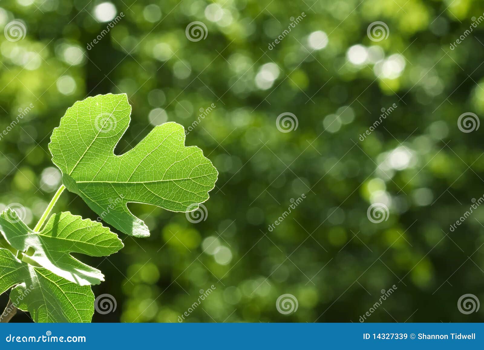 Detailed green fig leaf stock image. Image of foliage 14327339