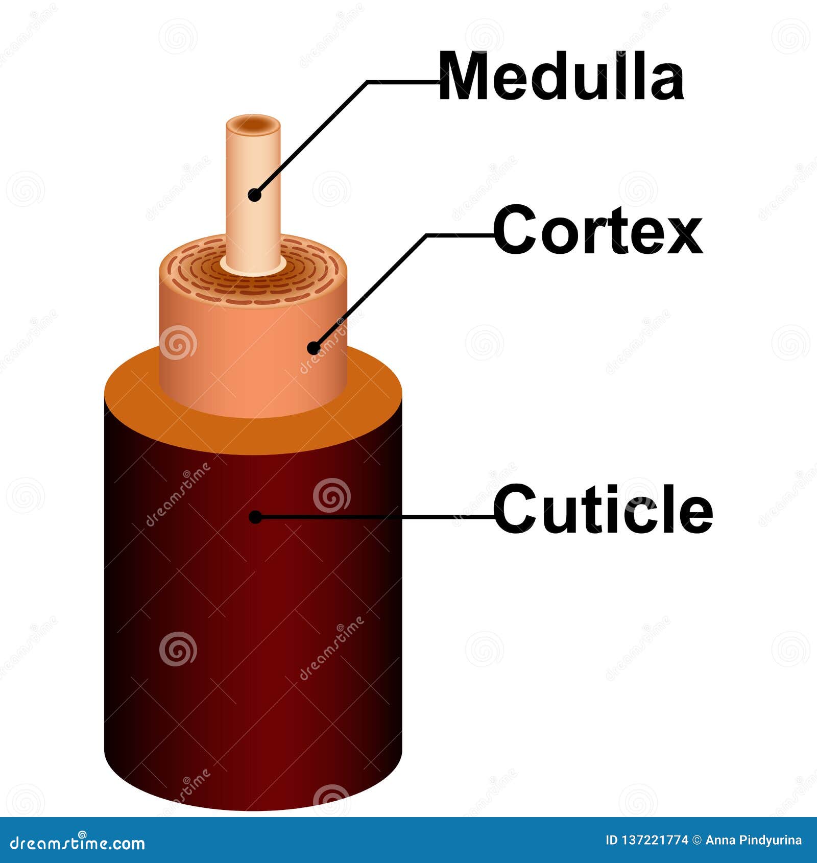 detailed hair structure anatomy of medulla cortex cuticle