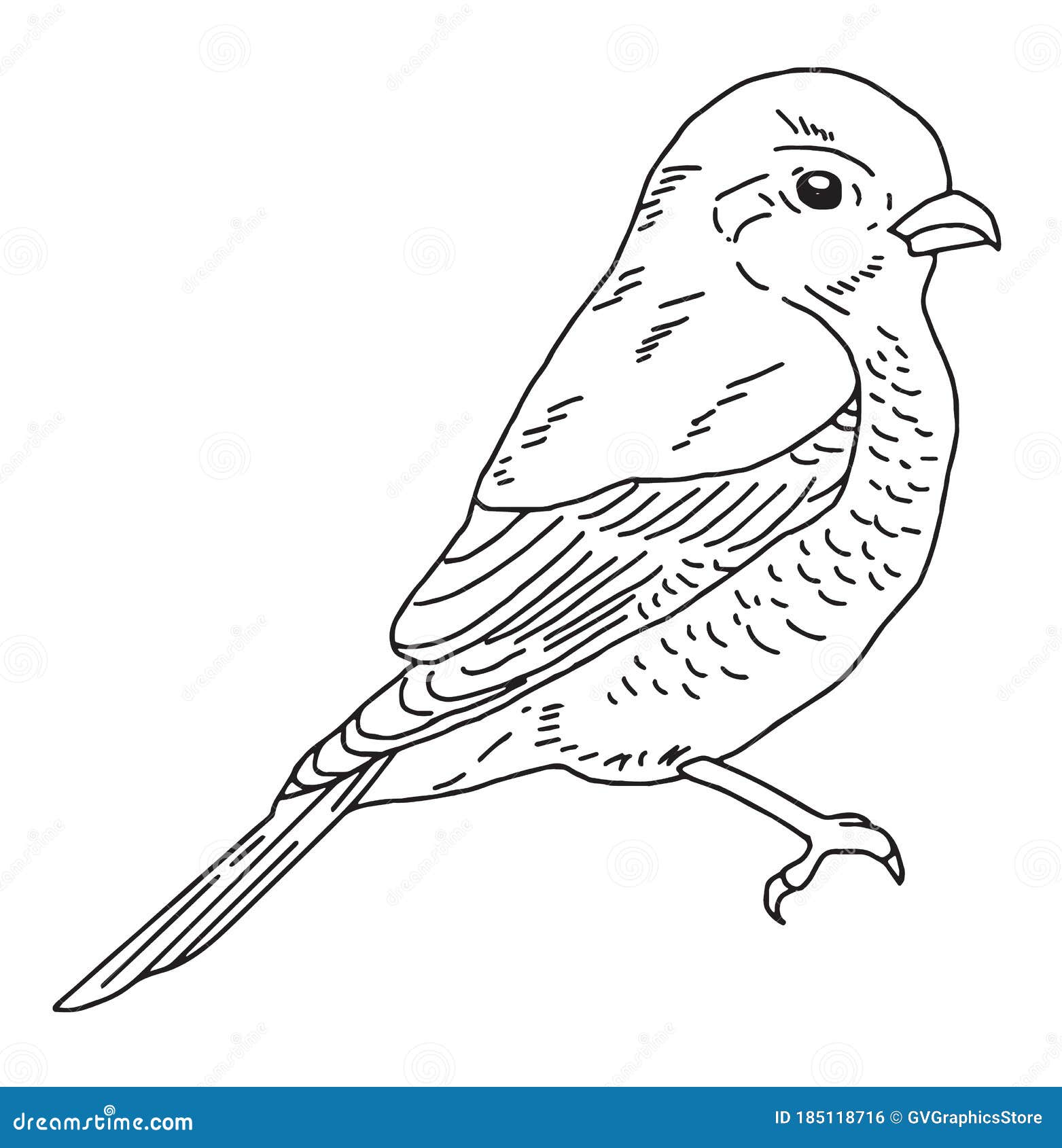 indbildskhed etage kjole Hand Drawn Bird, Nature and Wildlife Drawing, Vector Illustration Stock  Vector - Illustration of finch, hand: 185118716