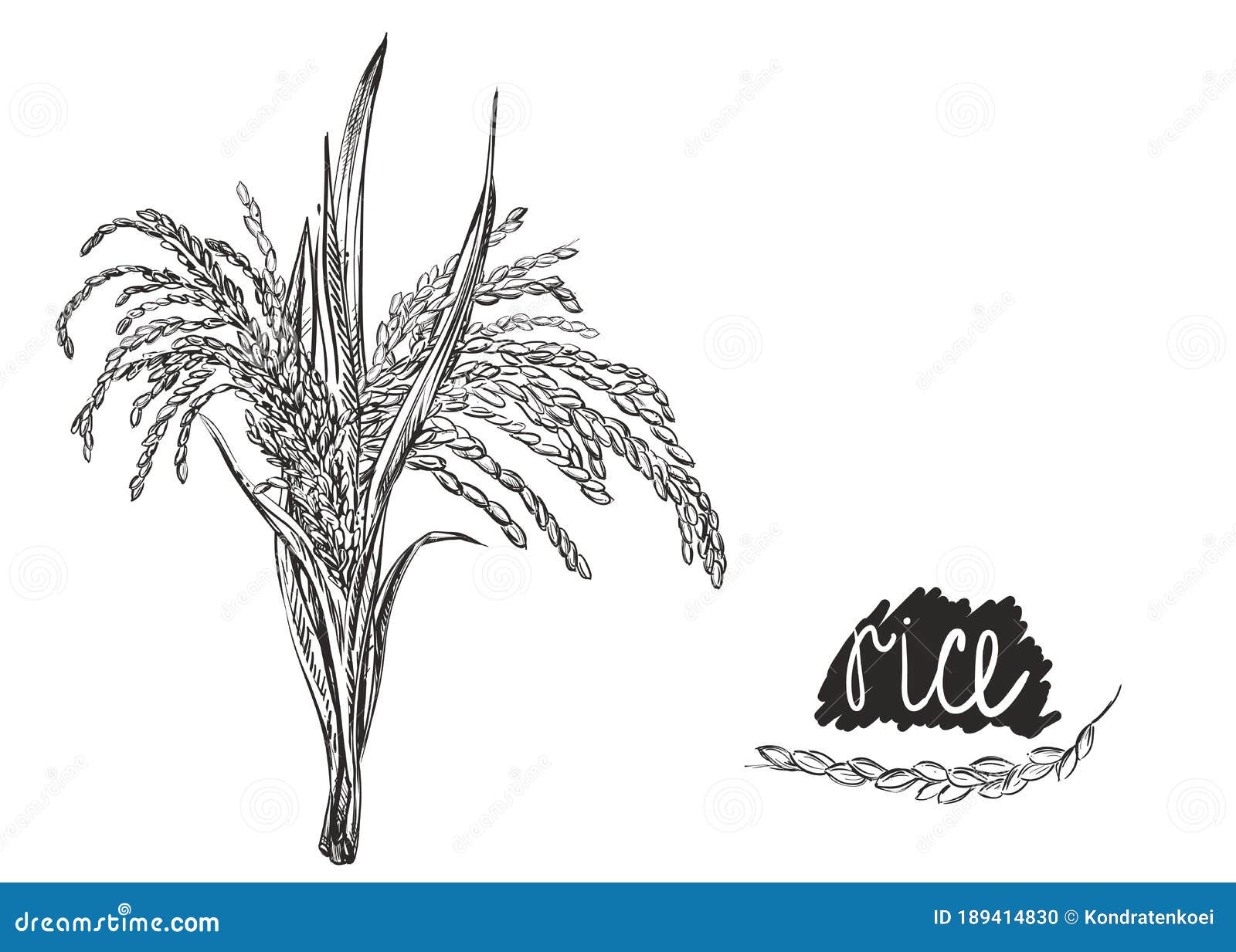 Plant Sketch Vector Art Icons and Graphics for Free Download