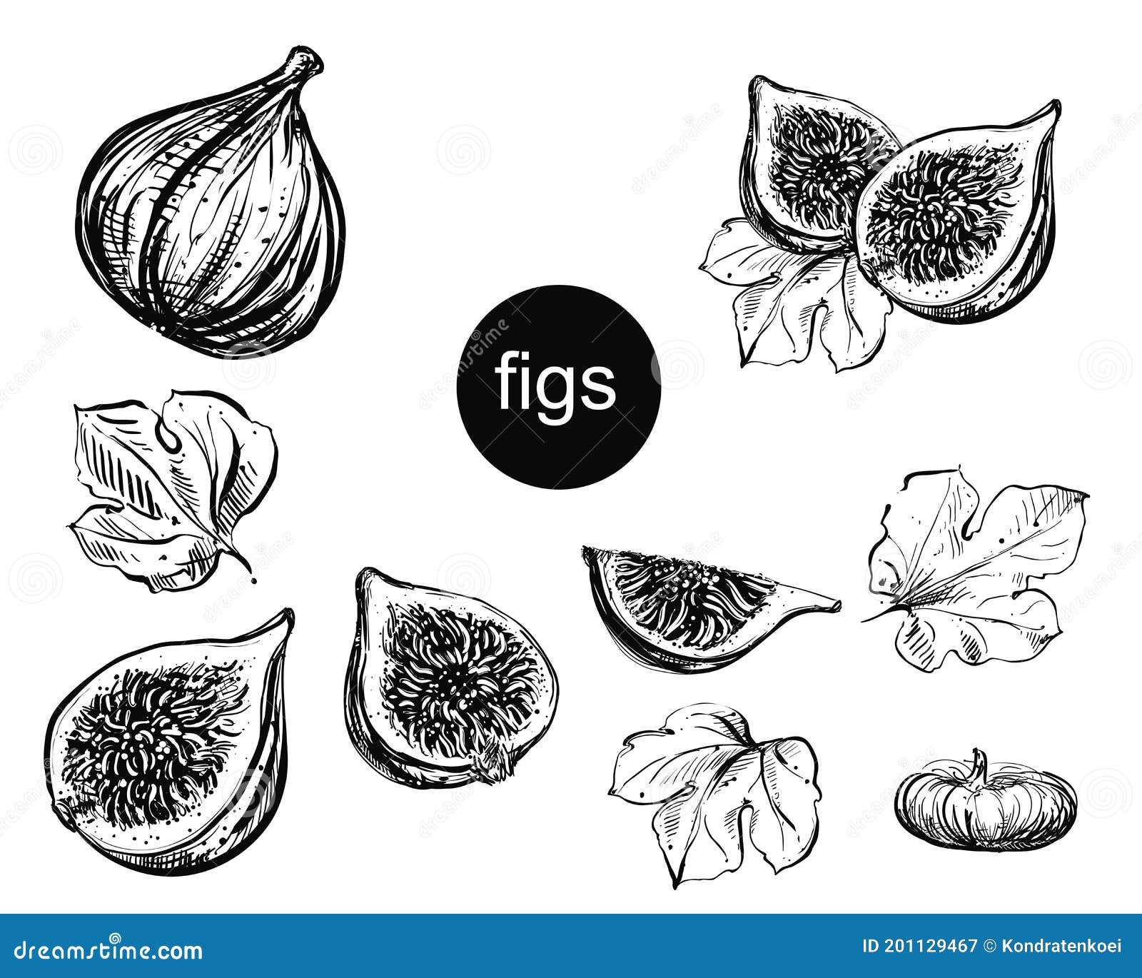 Fig isolated sketch doodle vector black and white image  CanStock