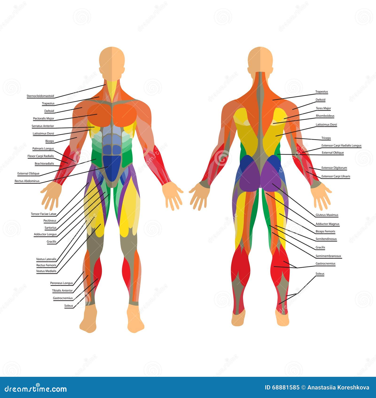 Detailed Illustration Of Human Muscles. Exercise And ...