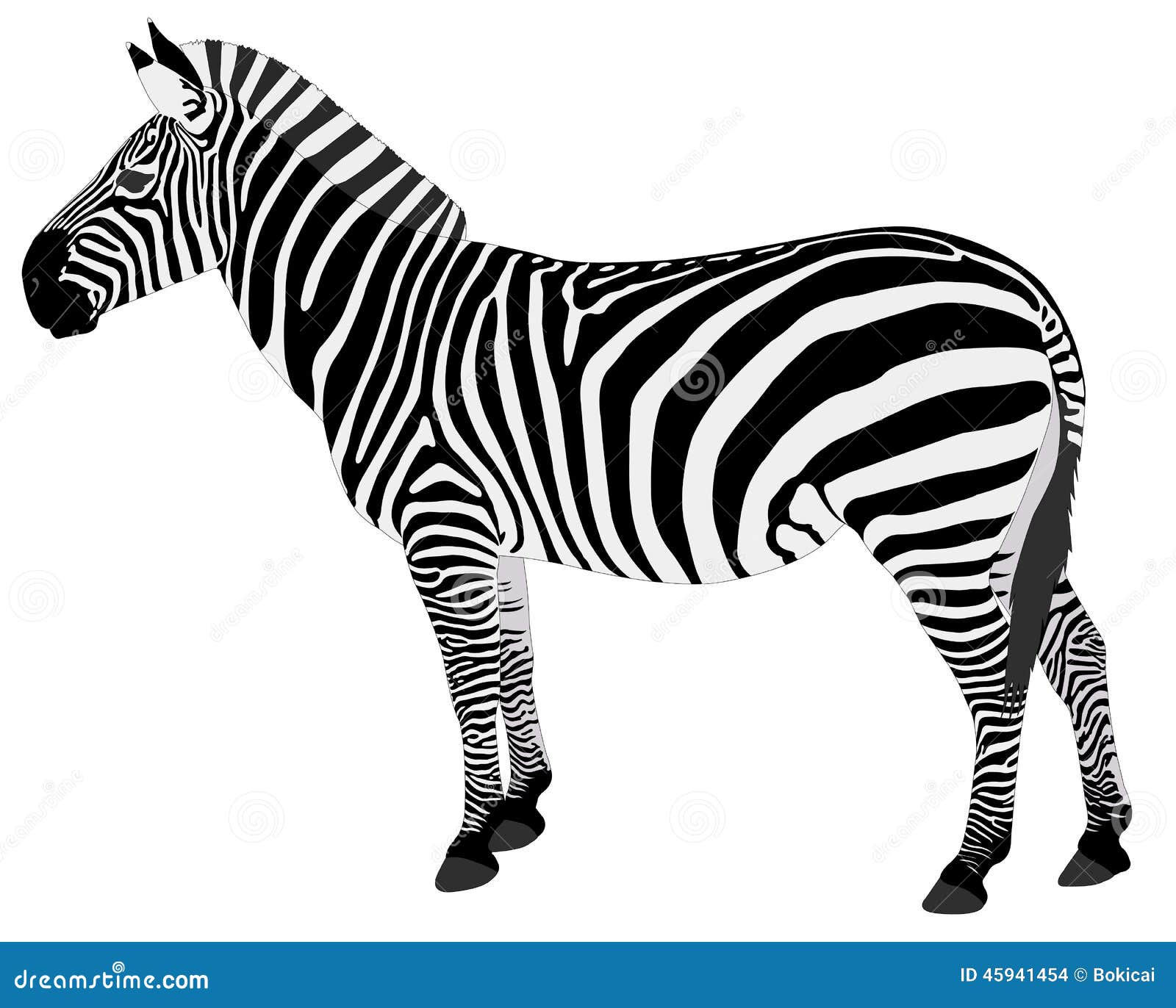 Detailed Illustration of Zebra Stock Vector Illustration of figure