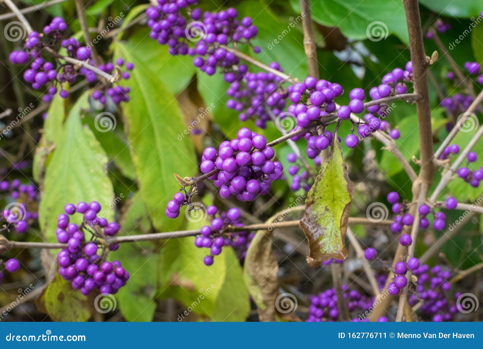purple berries of american beautyberry or callicarpa americana
