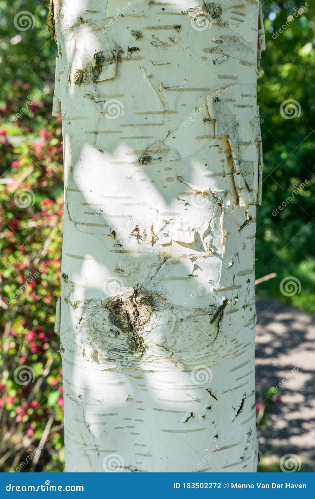 White Bark Of A Birch Tree Stock Photo Image Of Construction