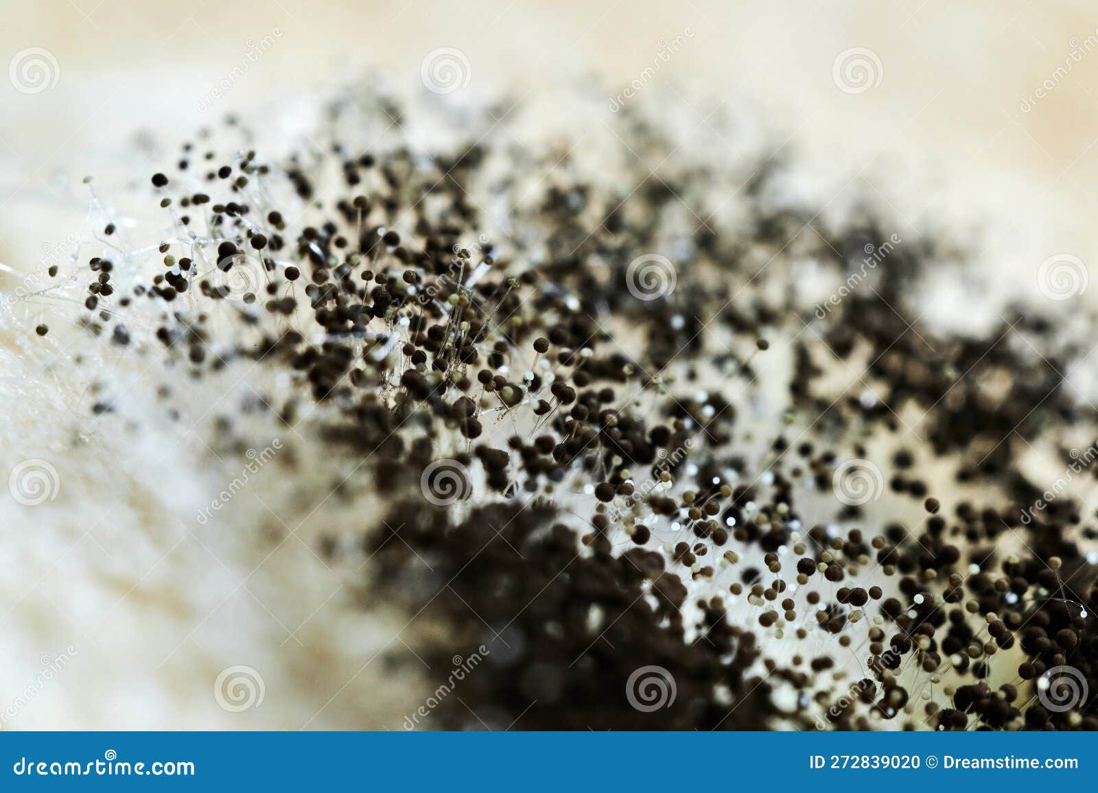 detailed macro photo of black mold, aspergillus fumigatus fungus close-up
