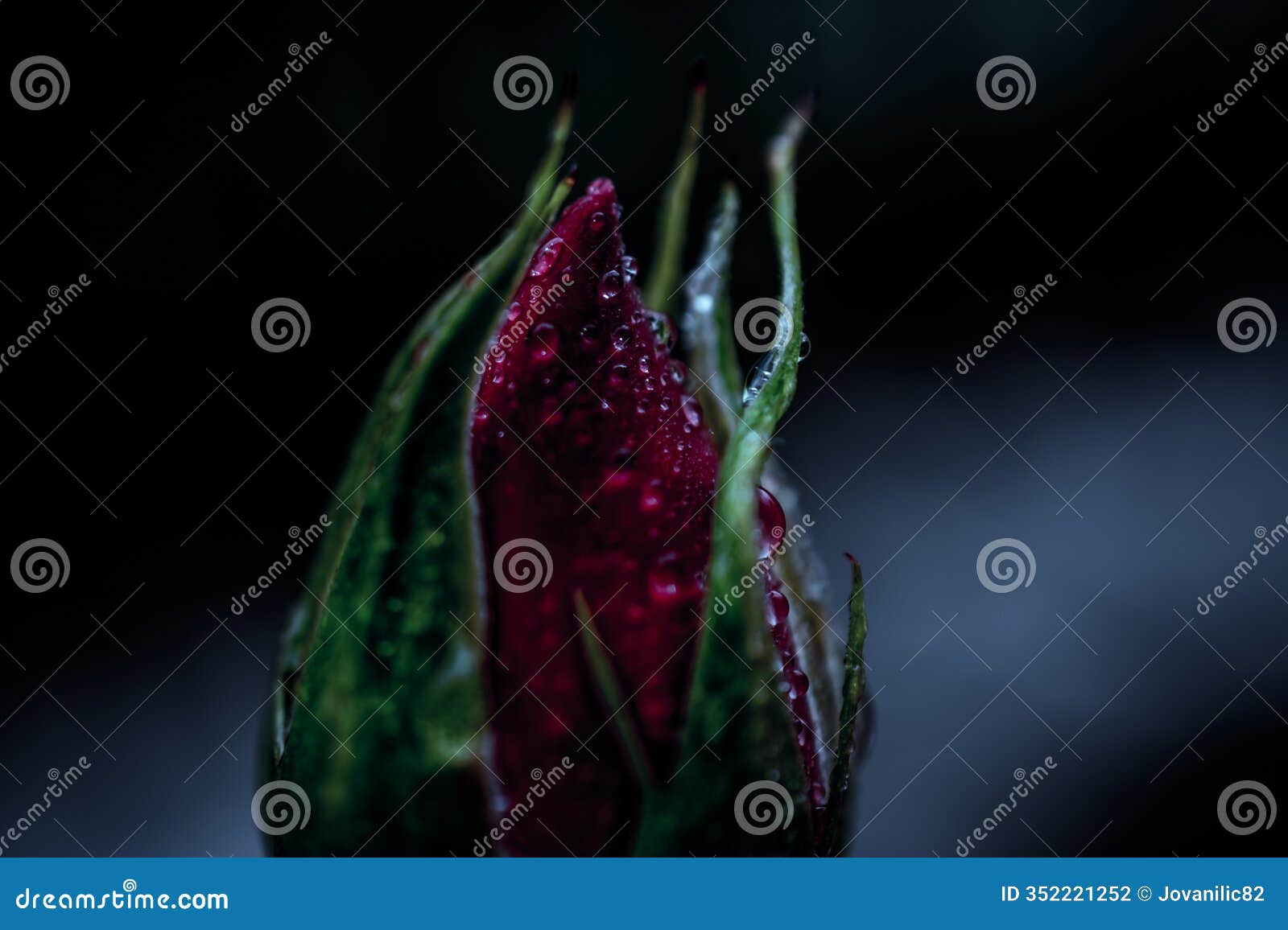 macro shot of a rosebud with water droplets on a dark background