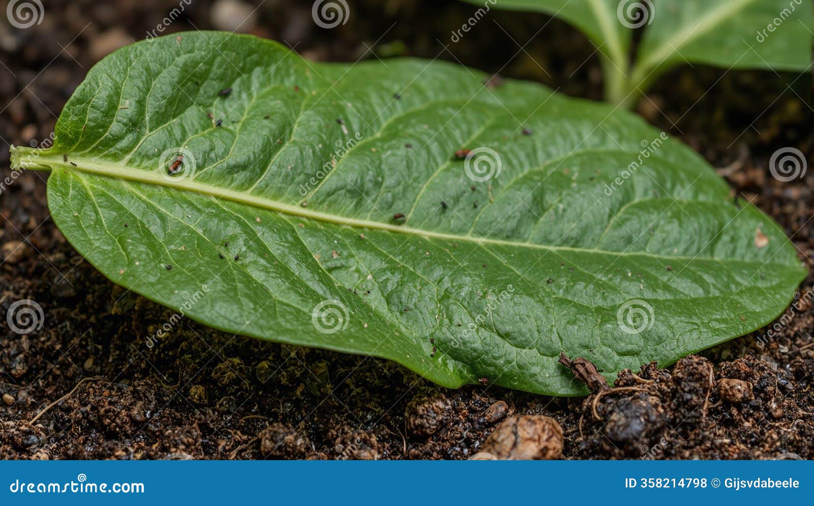 detailed macro shot of a vibrant green spinach leaf on soil with visible veins and crawling insects