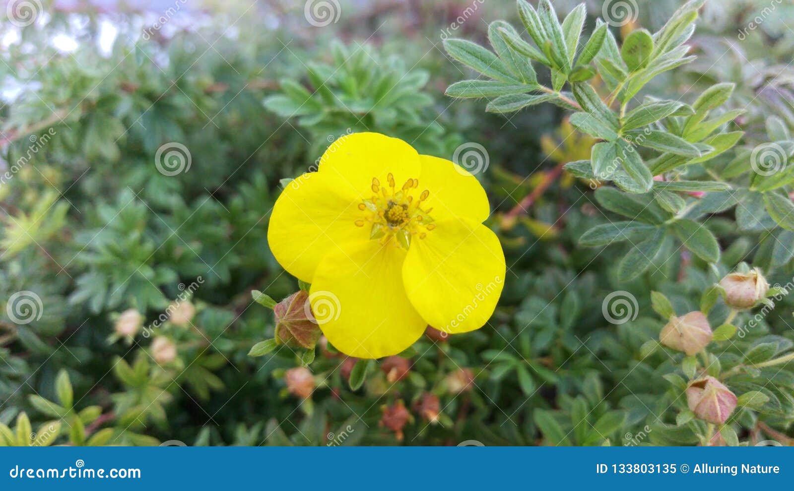scotch broom pictures scotch broom pictures