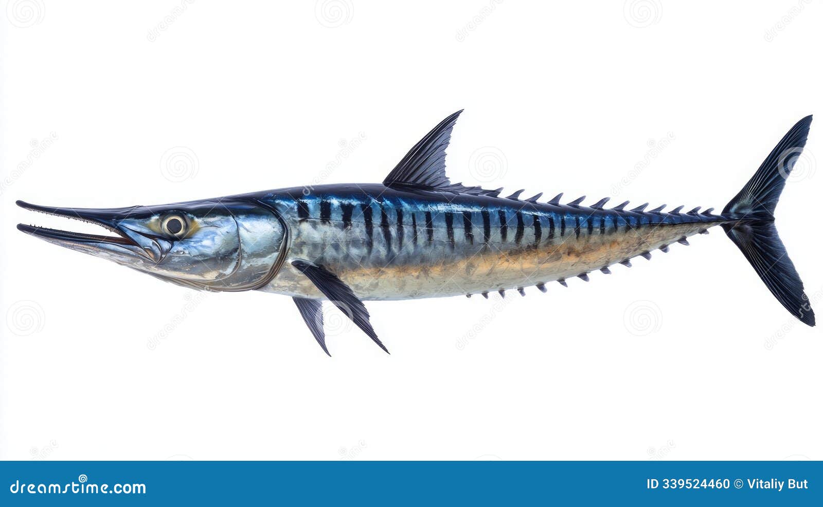 detailed portrayal features a striking wahoo fish acanthocybium solandri showcasing its sleek body and vibrant