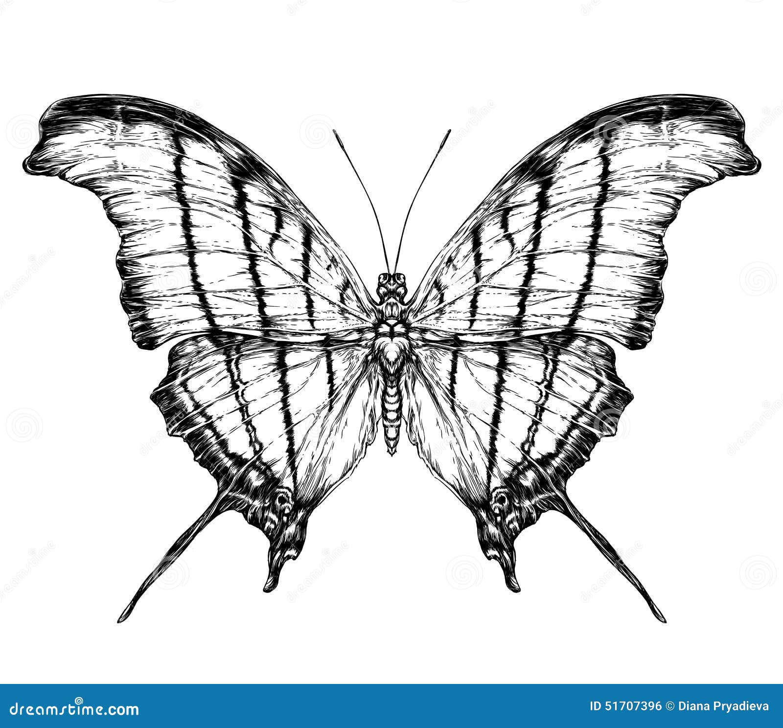 Featured image of post Realistic Pencil Drawing Realistic Butterfly Sketch Feel free to explore study and enjoy paintings with paintingvalley com