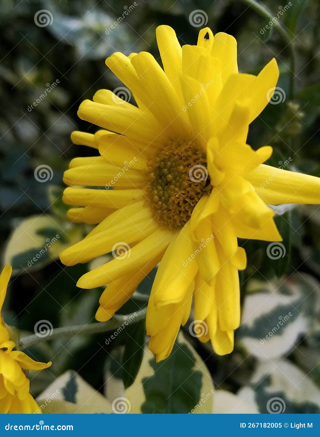 yellow manzanilla