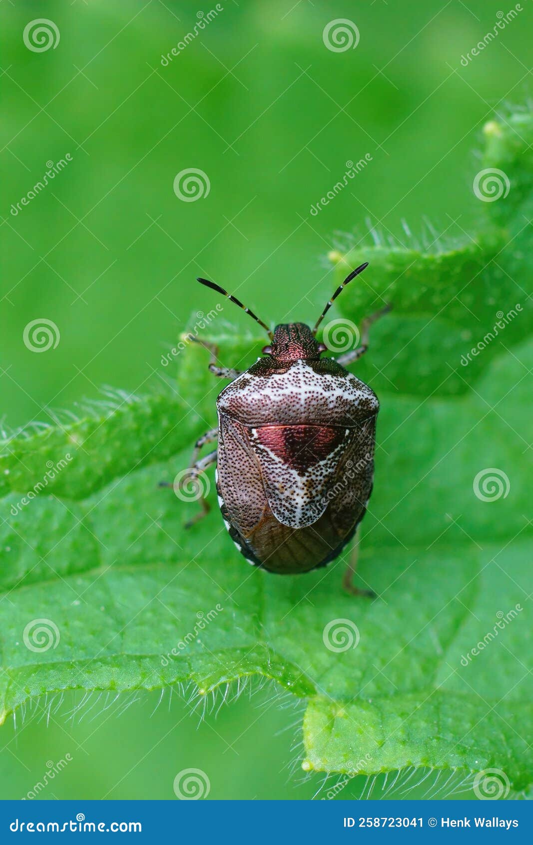 vertical closeup on an adult bronze colored woundwort shieldbug, eysarcoris venustissimus