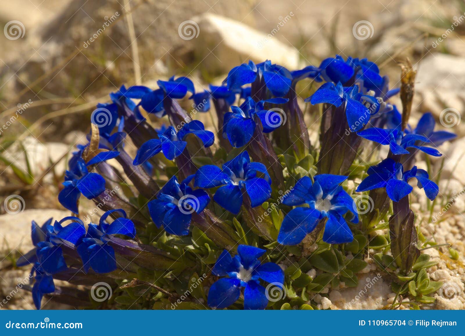 detailed view of a blue gentian