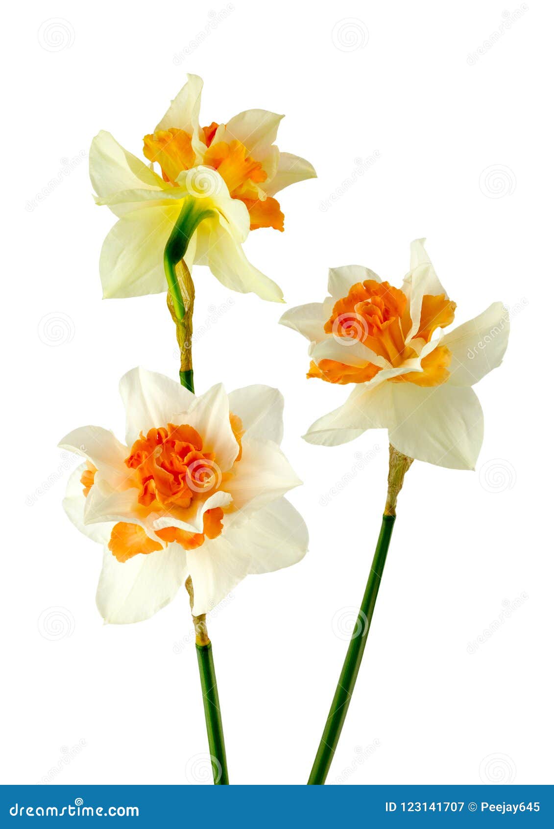 Very beautiful Daffodils stock image. Image of flowers - 123141707