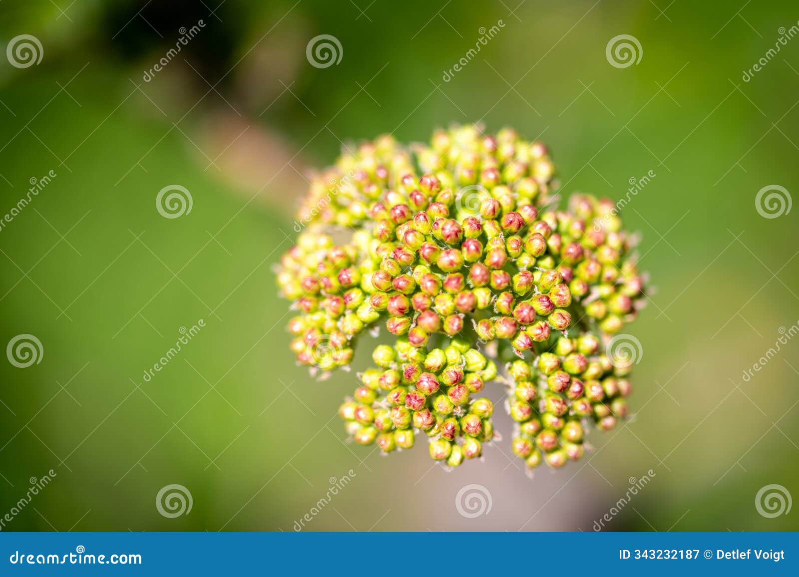 detailed view of flowering cow parsnip with unopened blossoms