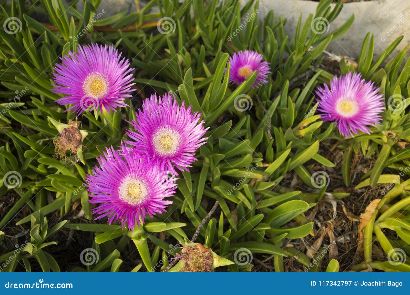 Details Of Beautiful Purple And Yellow Flowers In Croatia On Sunny Spring Day Stock Image Image Of Bloom Nice Details Of Beautiful Purple And Yellow Flowers In Croatia On Sunny Spring Day Stock Image Image Of Bloom Nice