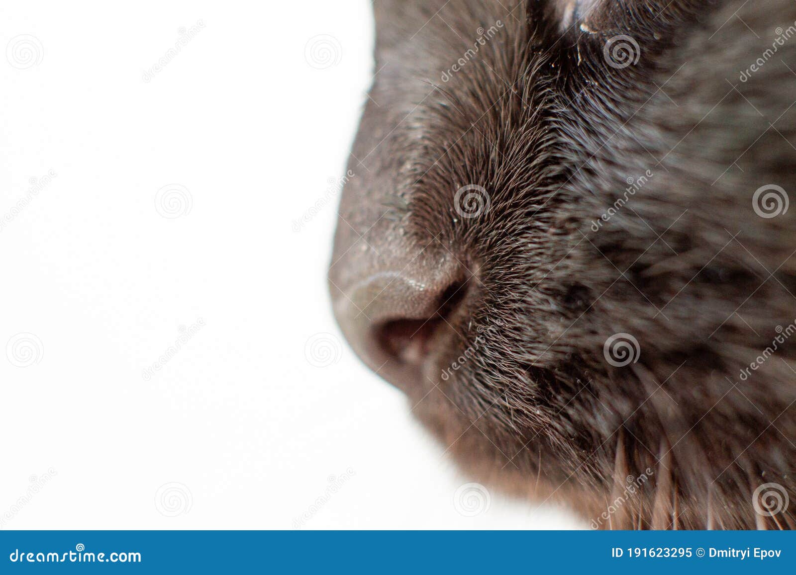 Details of Black Cats Nose. Closeup Stock Image Image of animal