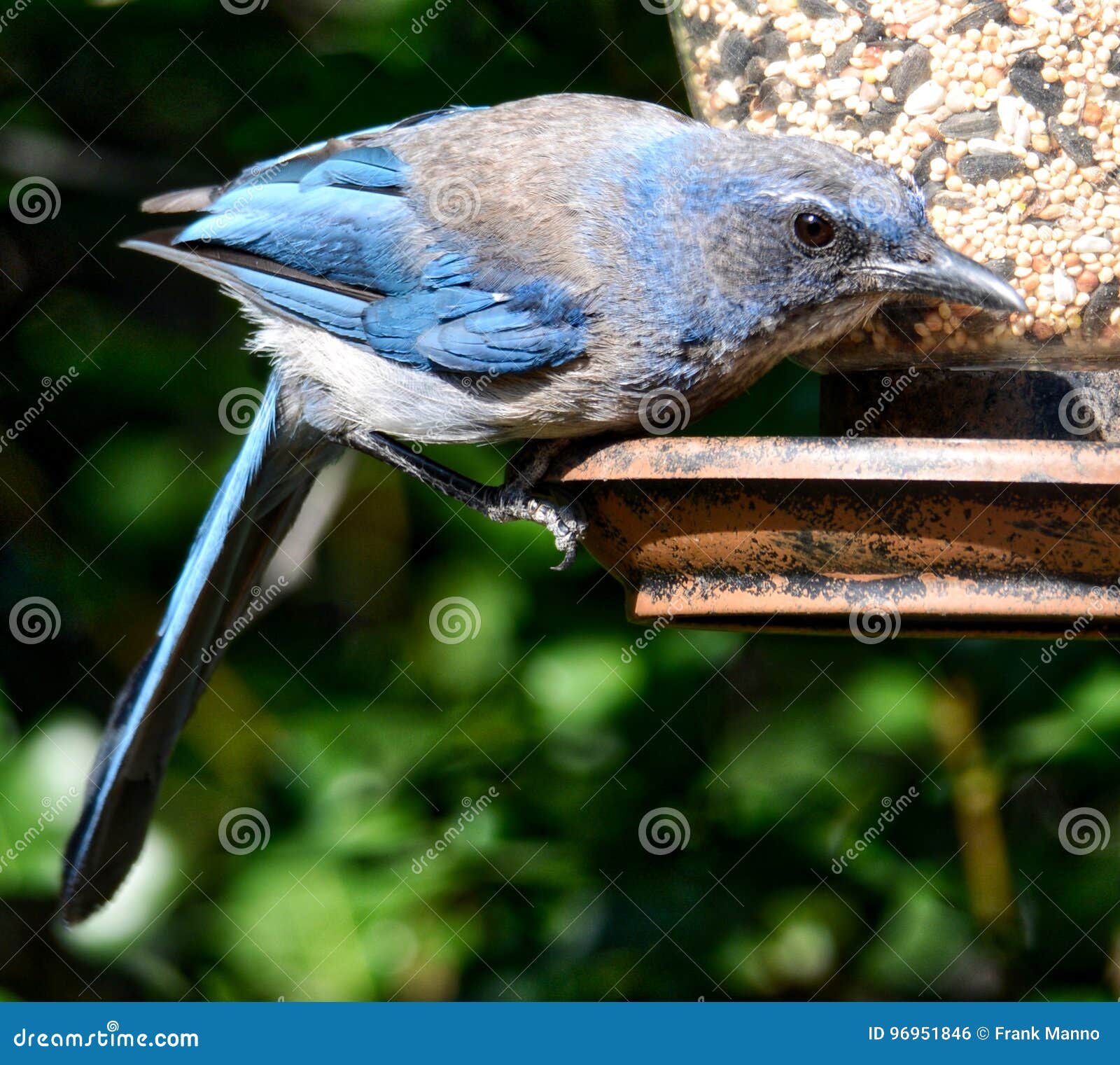 Details of a Blue Jay on a Bird Feeder Stock Photo Image of details