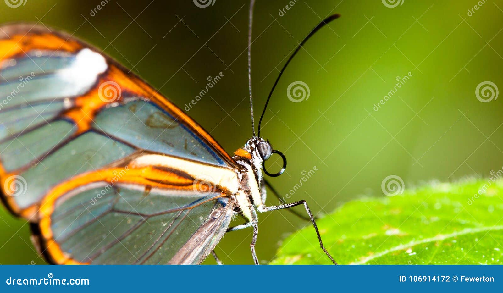 details of clearwing butterfly with transparent `glass` wings greta oto closeup