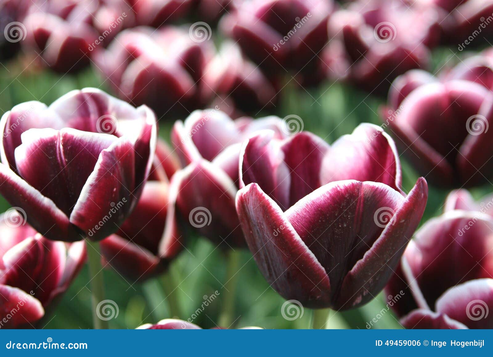 exclusive dutch tulips for the export industries, noordoostpolder, netherlands