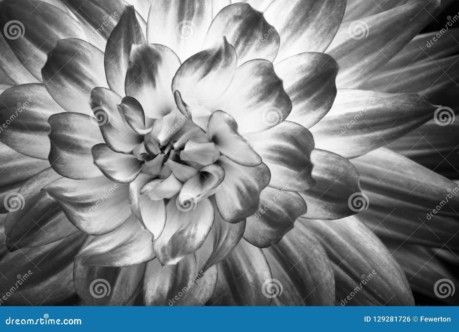 details of dahlia fresh flower macro photography. black and white photo emphasizing texture and patterns