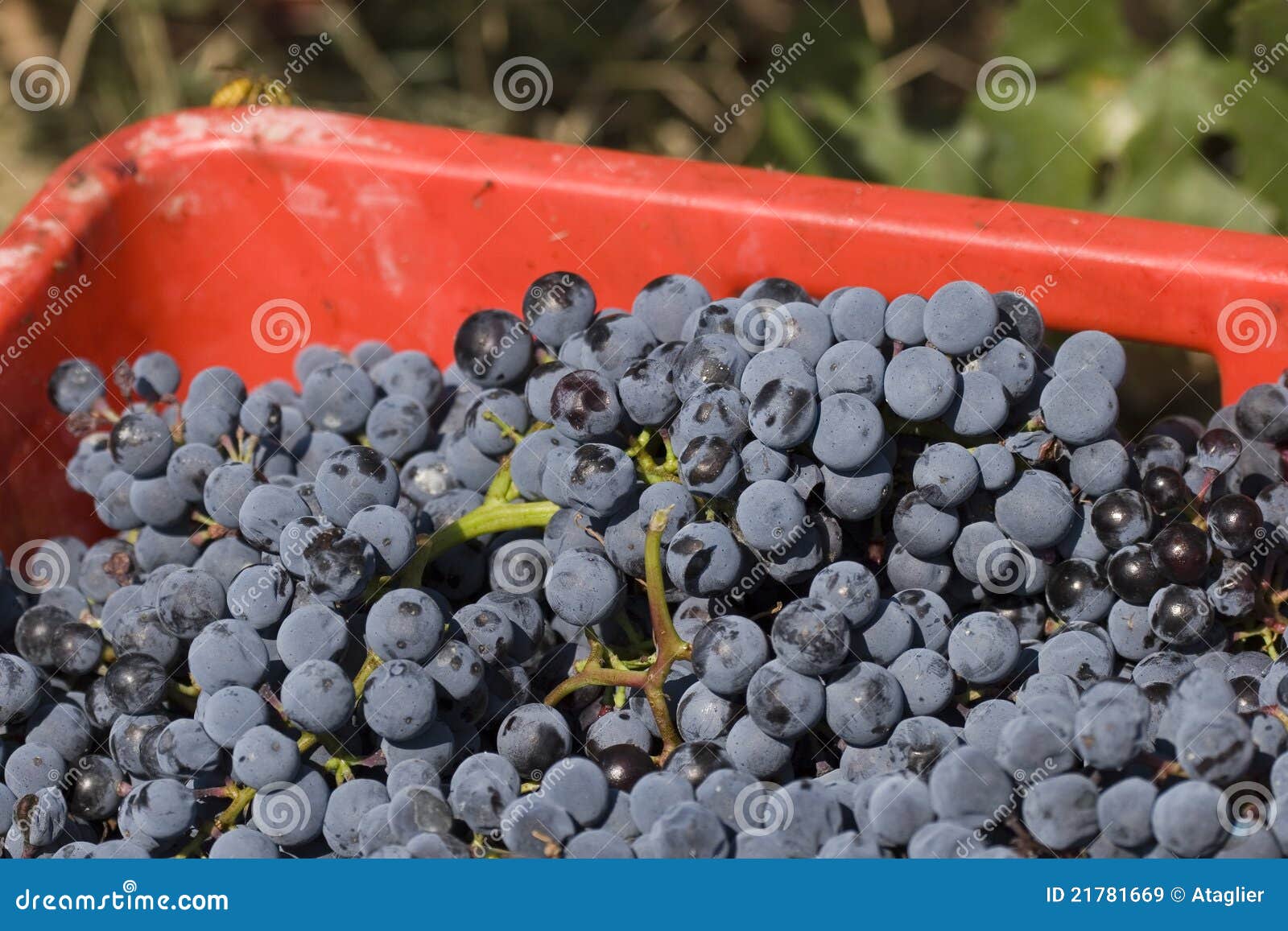 Details of Grapes Collected Stock Image Image of winery, produced