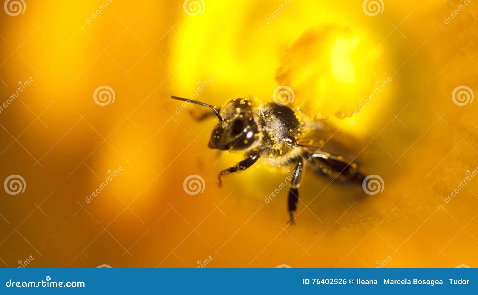 Details of a Honey Bee Inside Flower Stock Photo Image of garden