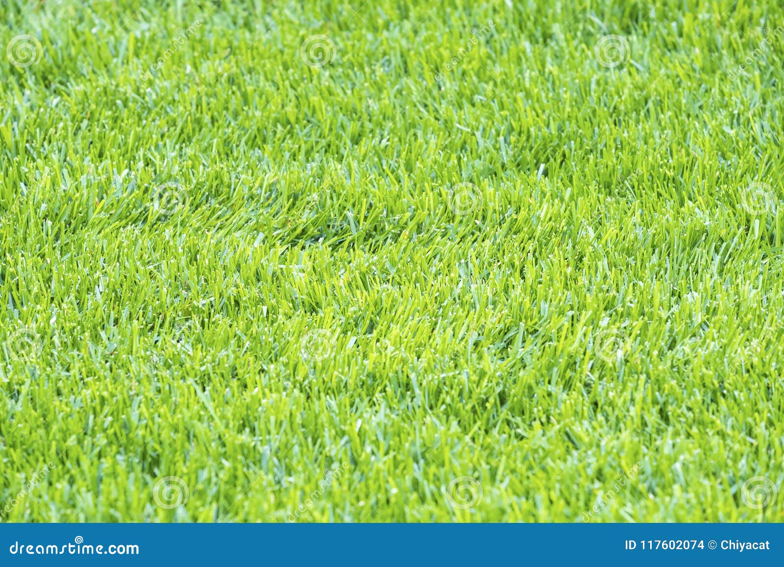 Details of Light Green Grass Background #2 Stock Photo - Image of healthy,  neat: 117602074