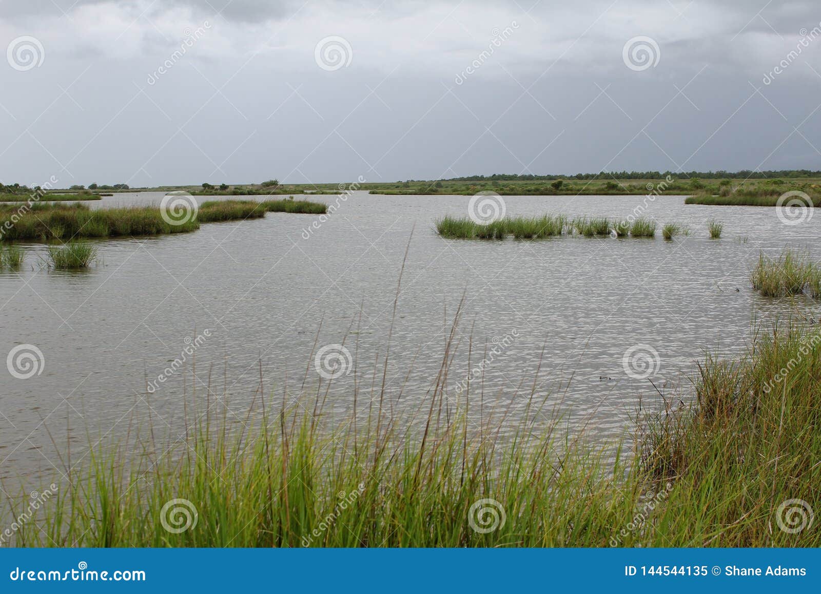 Louisiana Marsh Grass stock image. Image of outside 144544135