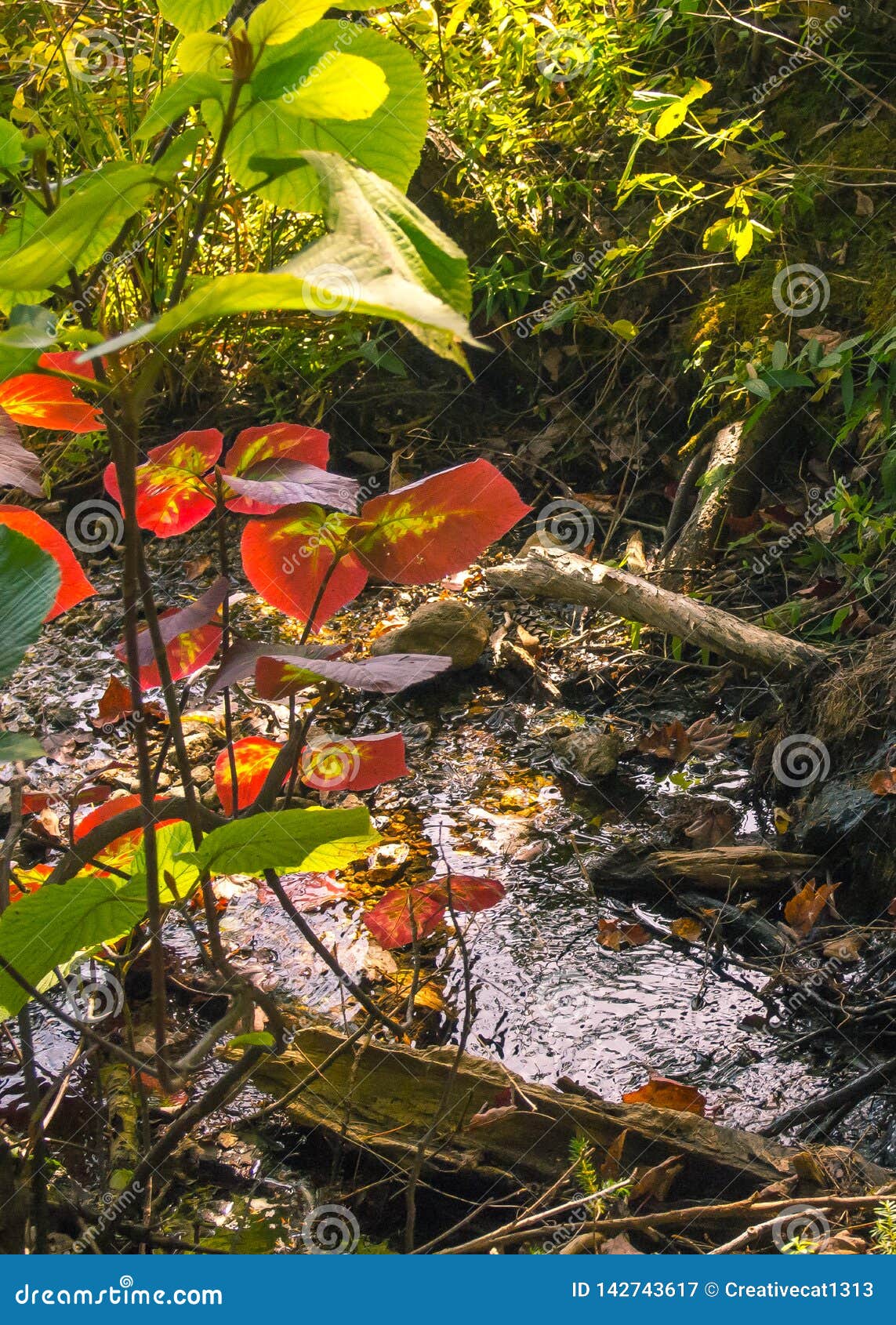 Details Of Plants Growing On Forest Floor Stock Image Image Of