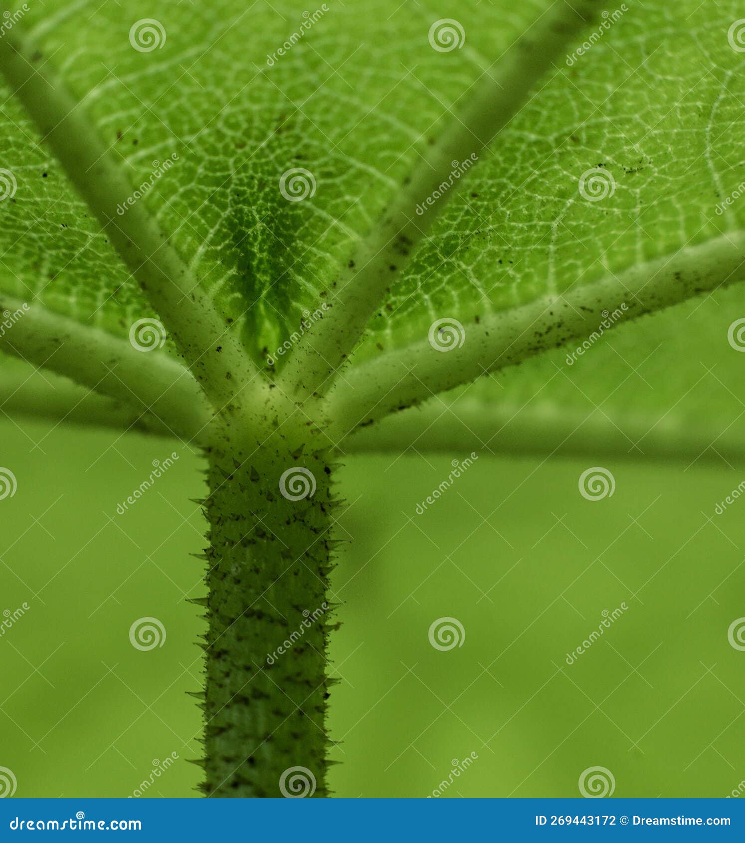 Details of the Underside of a Green Leaf... Stock Photo Image of