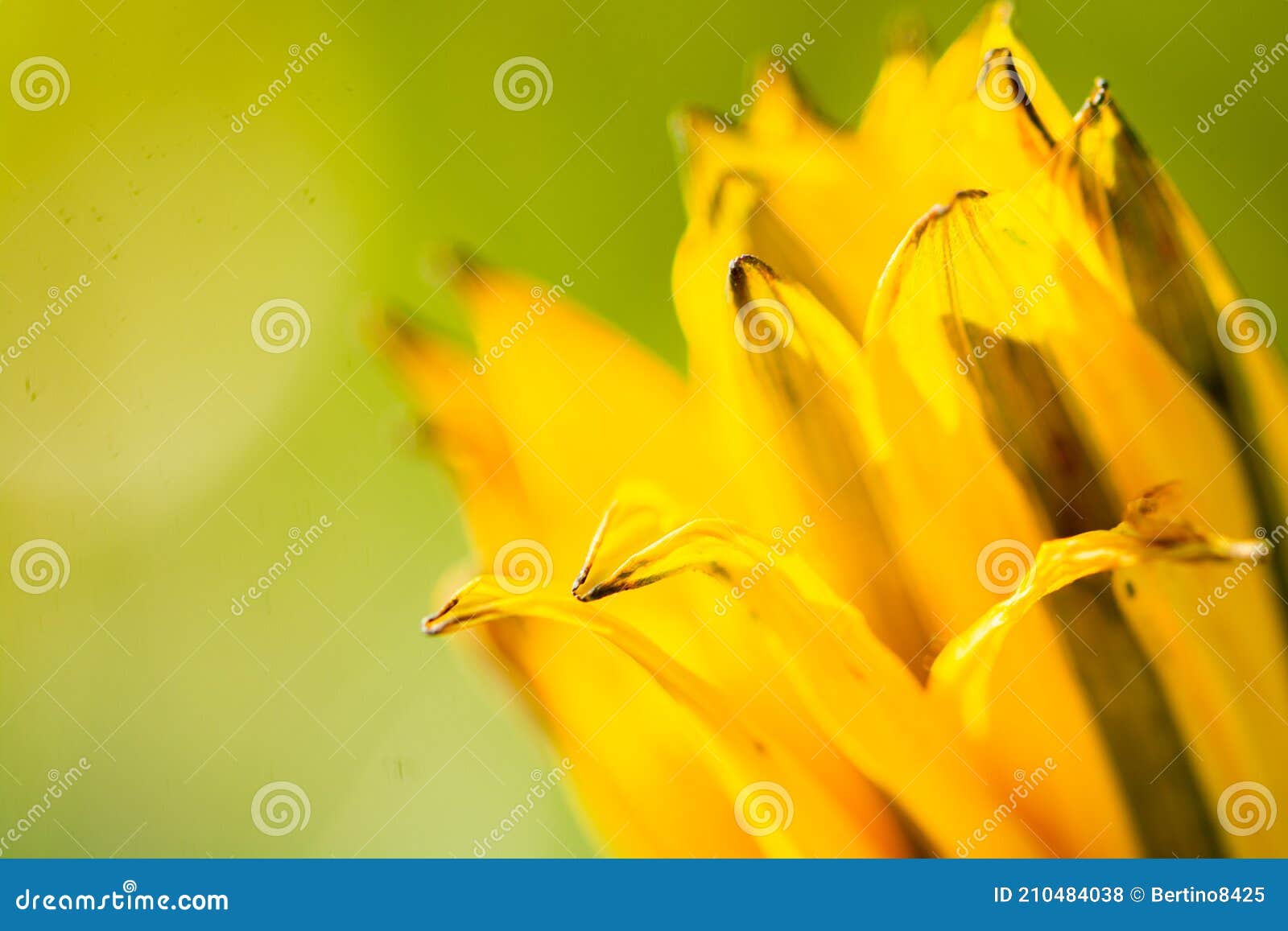 macro photography of yellow
